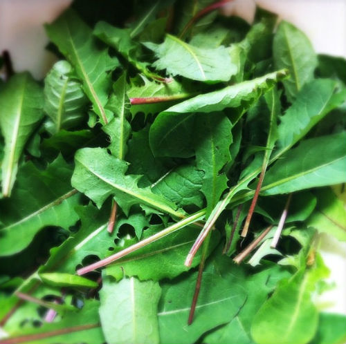 Foraged leaves